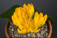 Daubenya aurea yellow